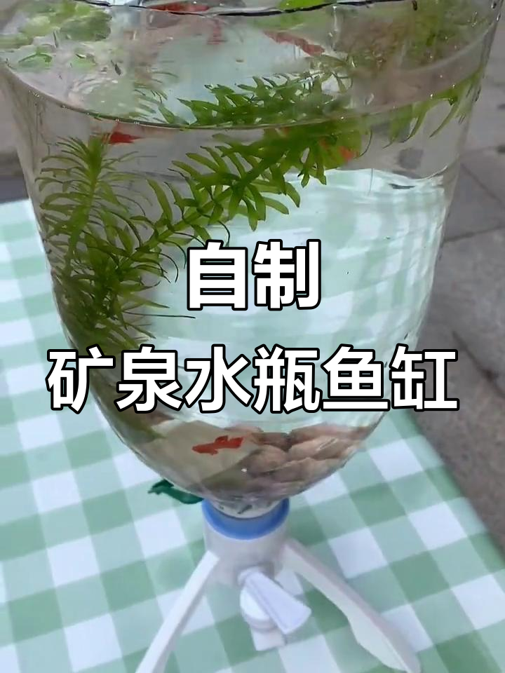 DIY矿泉水桶鱼缸,轻松换水又美观