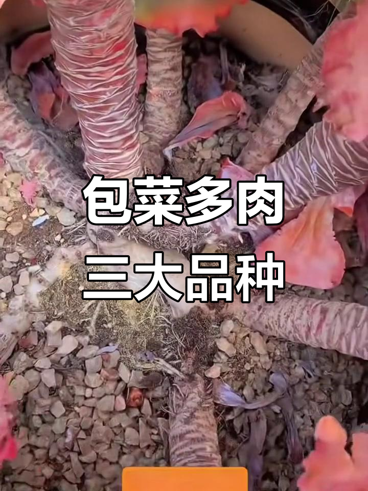 多肉界的包菜三仙,你养了几款?