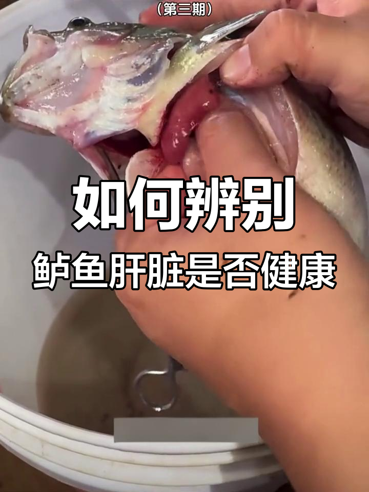 鲈鱼内脏健康检查全攻略