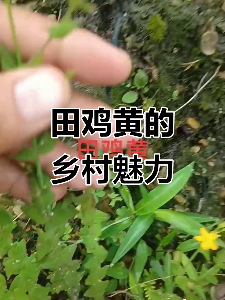 田鸡黄:一种神奇植物,如何为乡村生活带来能量