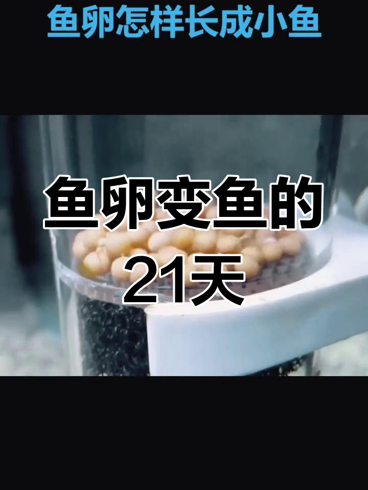 海鱼从卵到小鱼的21天奇迹