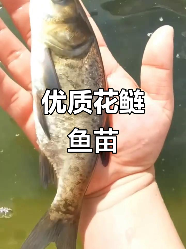 花鲢鱼苗助力水质改善，生态养殖更高效