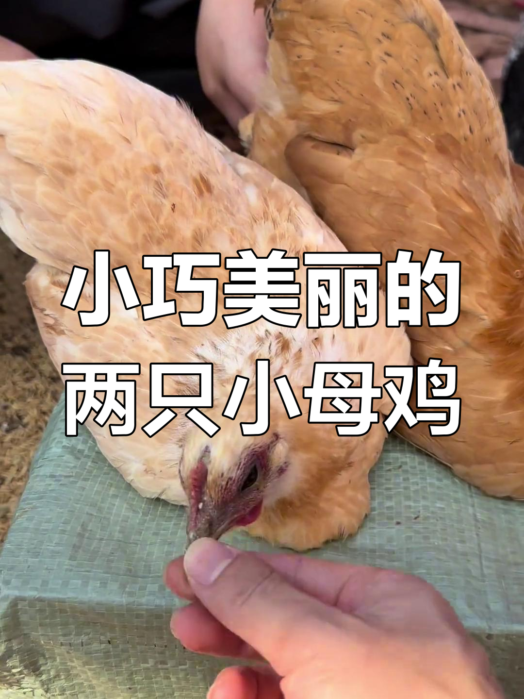 两只美丽小母鸡,奶黄色与花苞尾,即将下蛋!