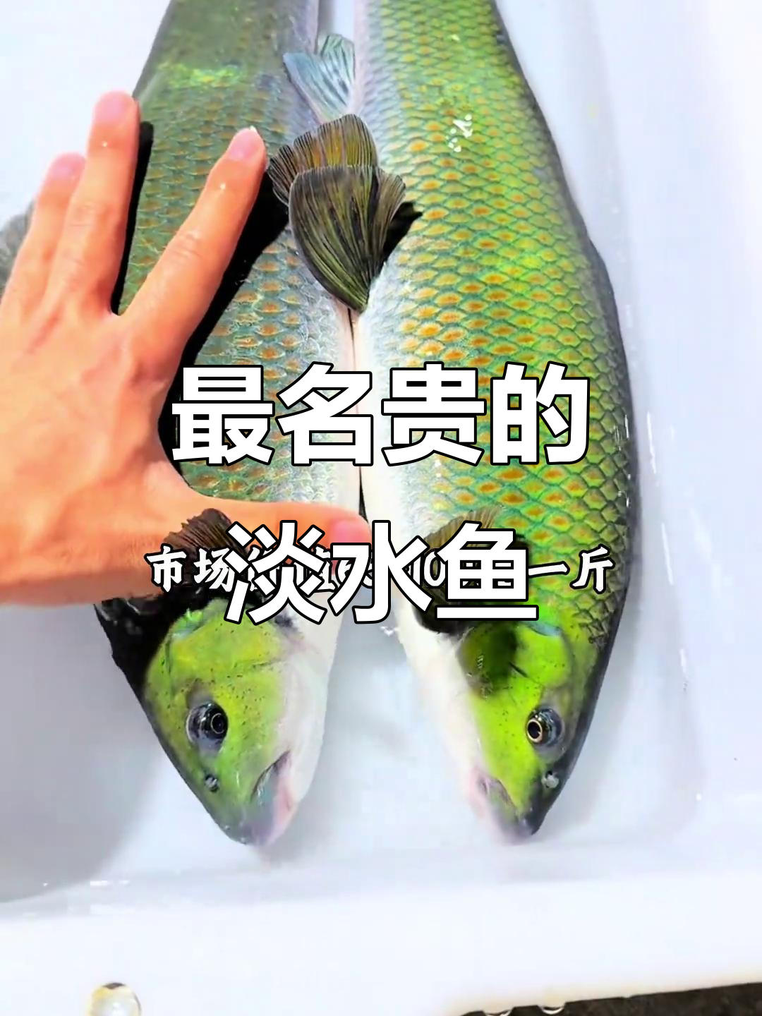 淡水鱼市场最贵排名，亚鱼、桂鱼肉质鲜美上榜
