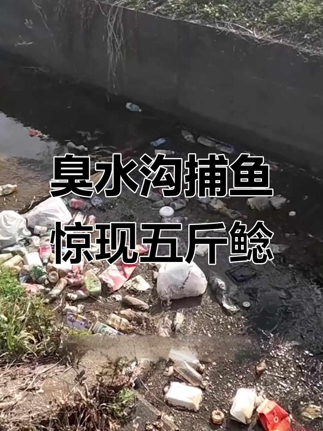 钓鱼爱好者挑战臭水沟,意外钓获五斤鲶鱼和垃圾