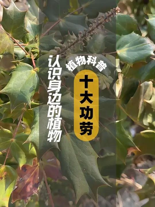 植物科普 I 十大功劳 十大功劳是小檗科十大功劳属常绿灌木植物。叶子较大且较多,呈椭圆形,