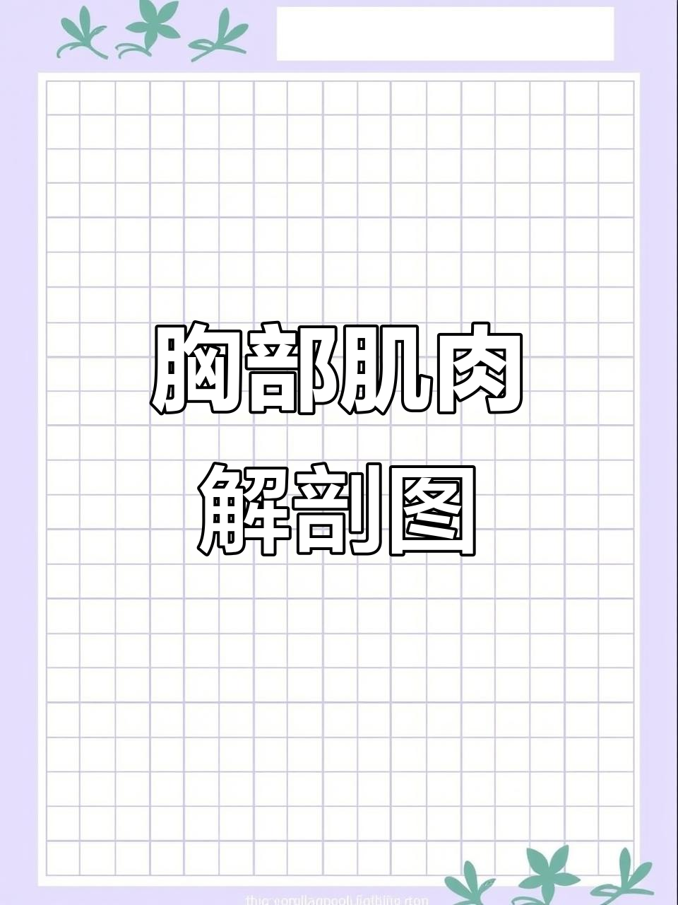 胸部肌肉分布图,揭秘胸肌的形状与结构