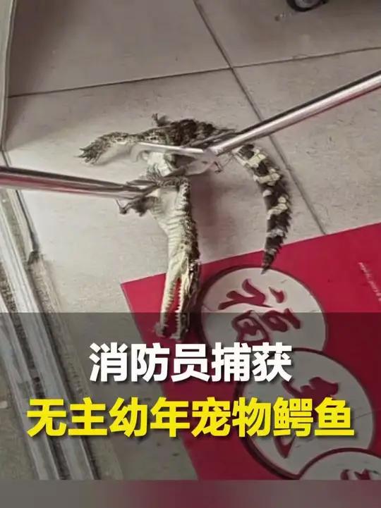 近日,山东烟台。消防员捕获无主幼年宠物鳄鱼,已送往水生野生动物收容救护中心