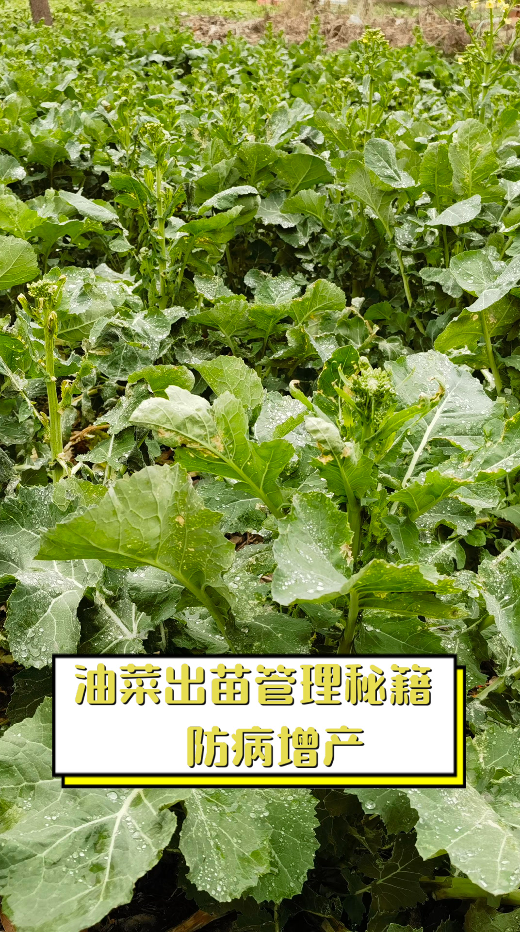 油菜出苗管理秘籍,防病增产