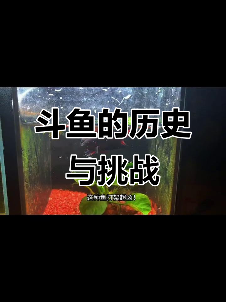中国斗鱼：古老而凶猛的本土鱼类，你养过吗？