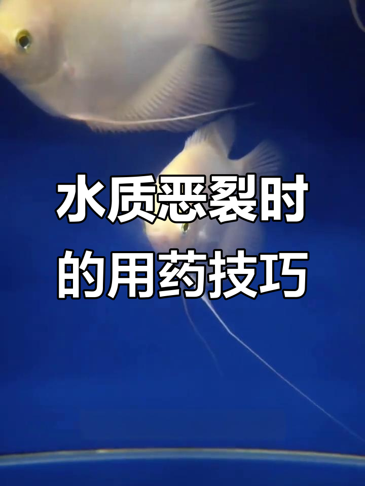 招财鱼红斑治疗常见误区，水质恶化时如何正确下药