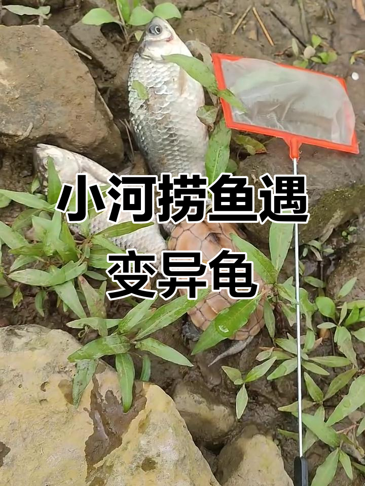 清澈小河边抓鱼,意外发现黄色乌龟和搁浅的鱼儿