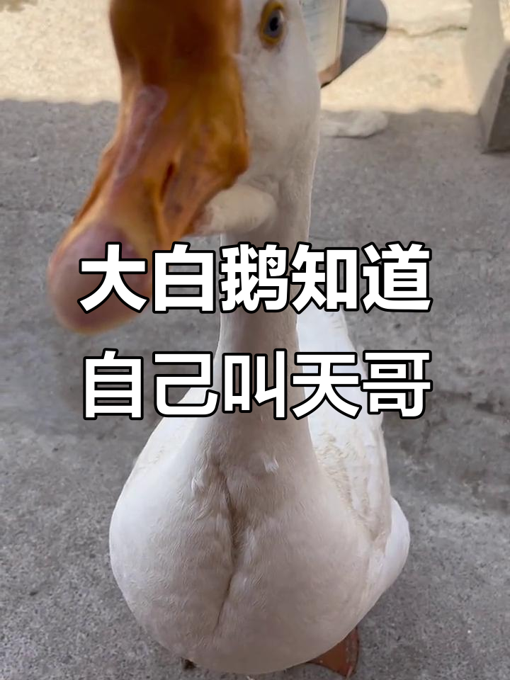 大白鹅竟然知道自己的名字,太神奇了!