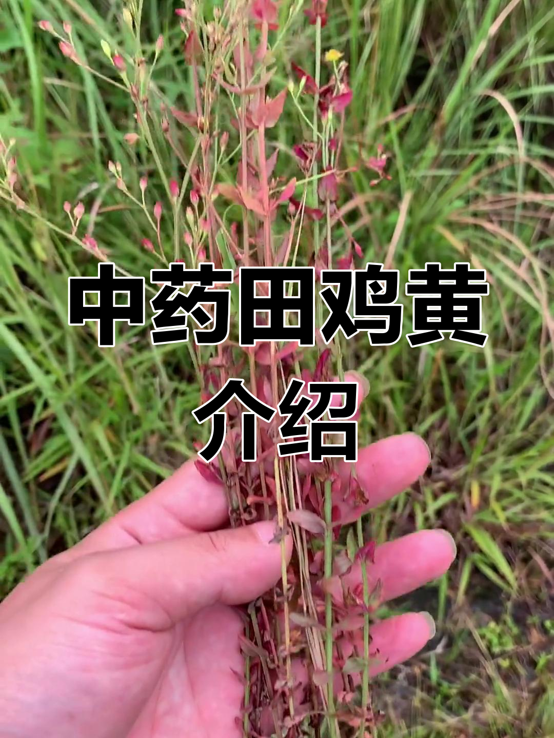 野生草药田鸡黄的用途与功效