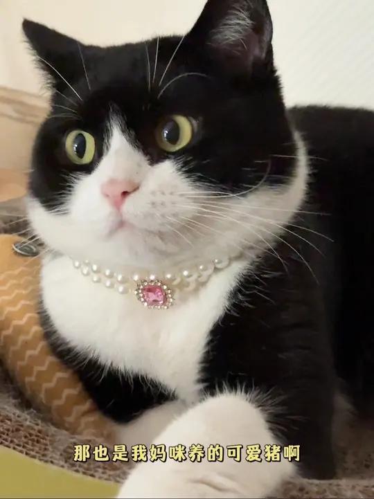 我是妈咪养的可爱猪