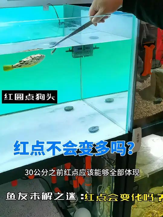 回复 雷龙鱼黄金眼镜蛇雷龙红圆点狗头红圆点狗头的变化