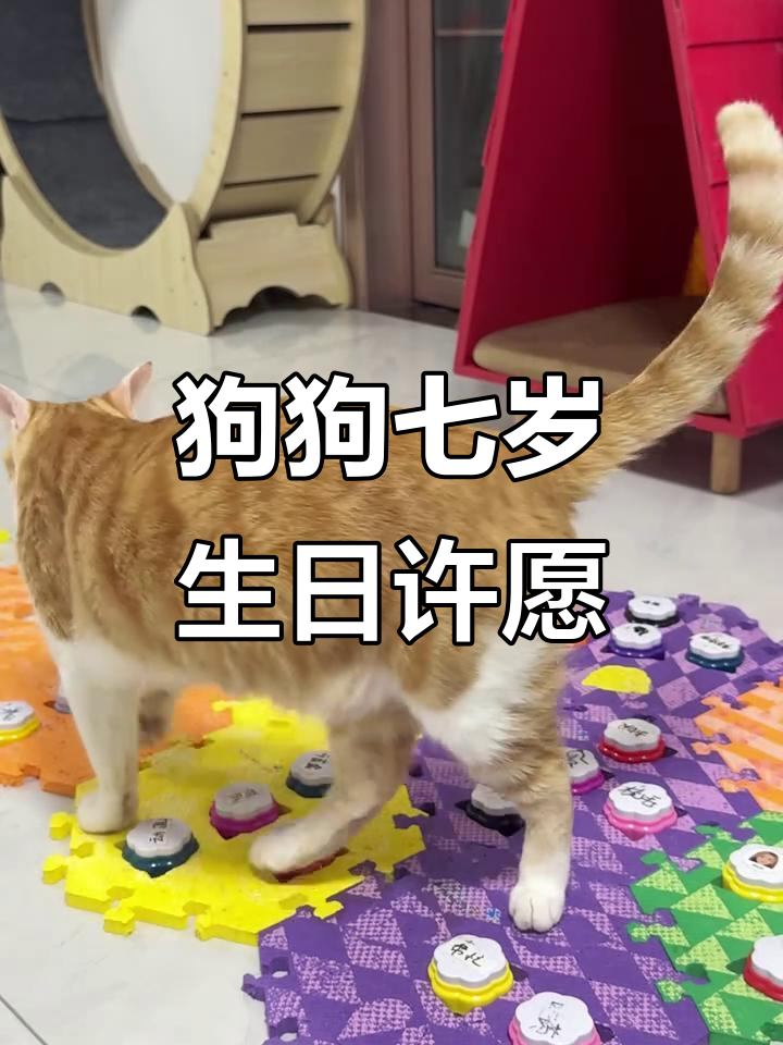 七岁狗狗的生日愿望竟然是……洗澡?