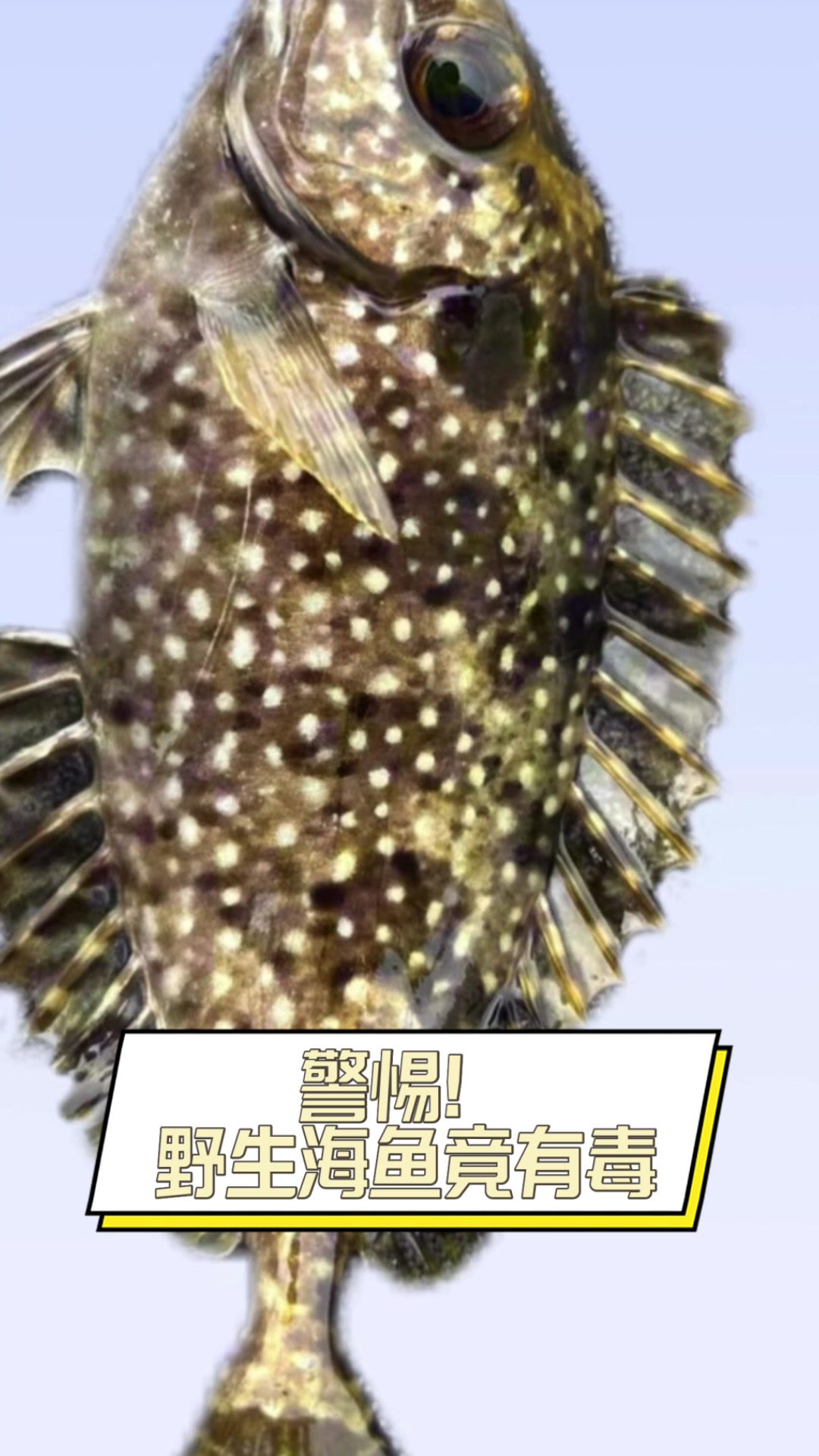警惕!野生海鱼竟有毒
