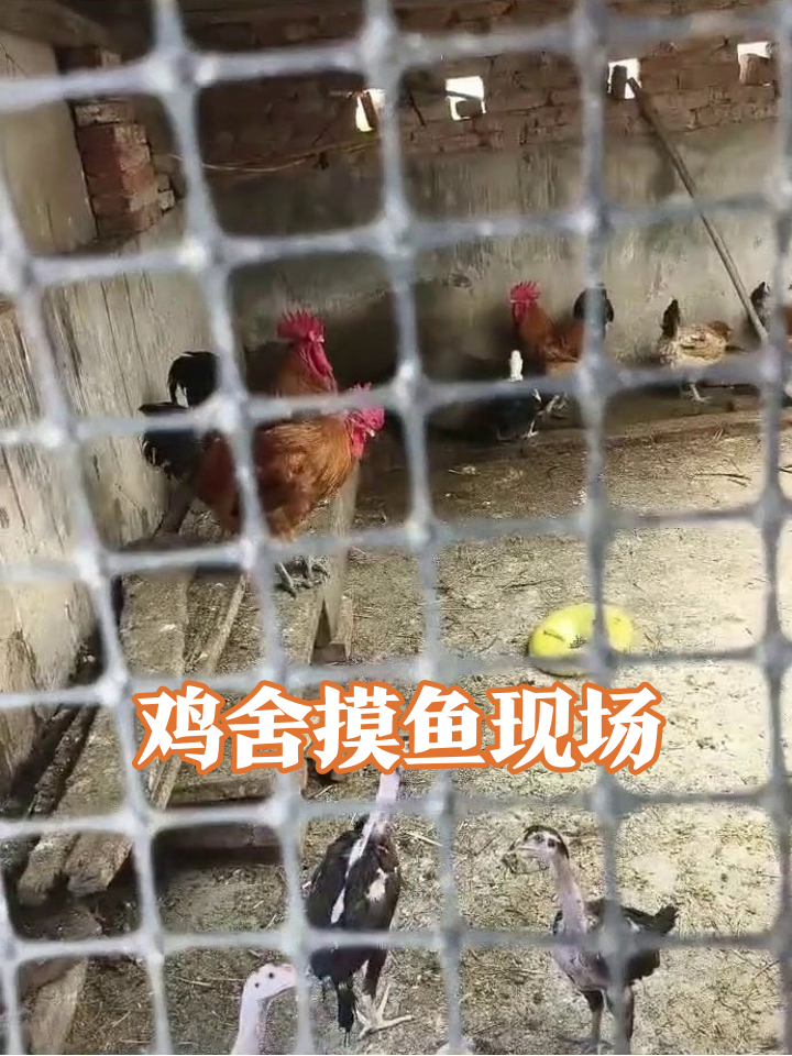 鸡舍职场图鉴:红冠领导巡视,黑西装全员摸鱼