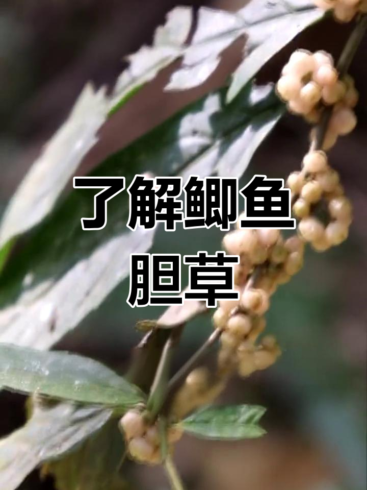 鲫鱼胆草:家乡的奇特植物