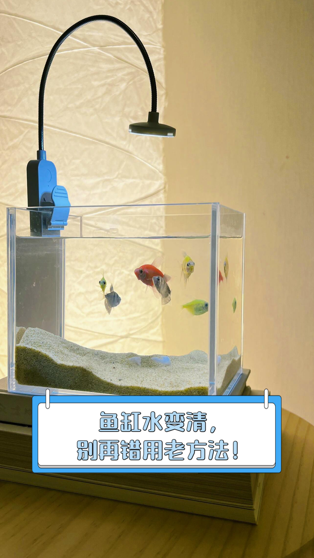 鱼缸水变清，别再错用老方法！