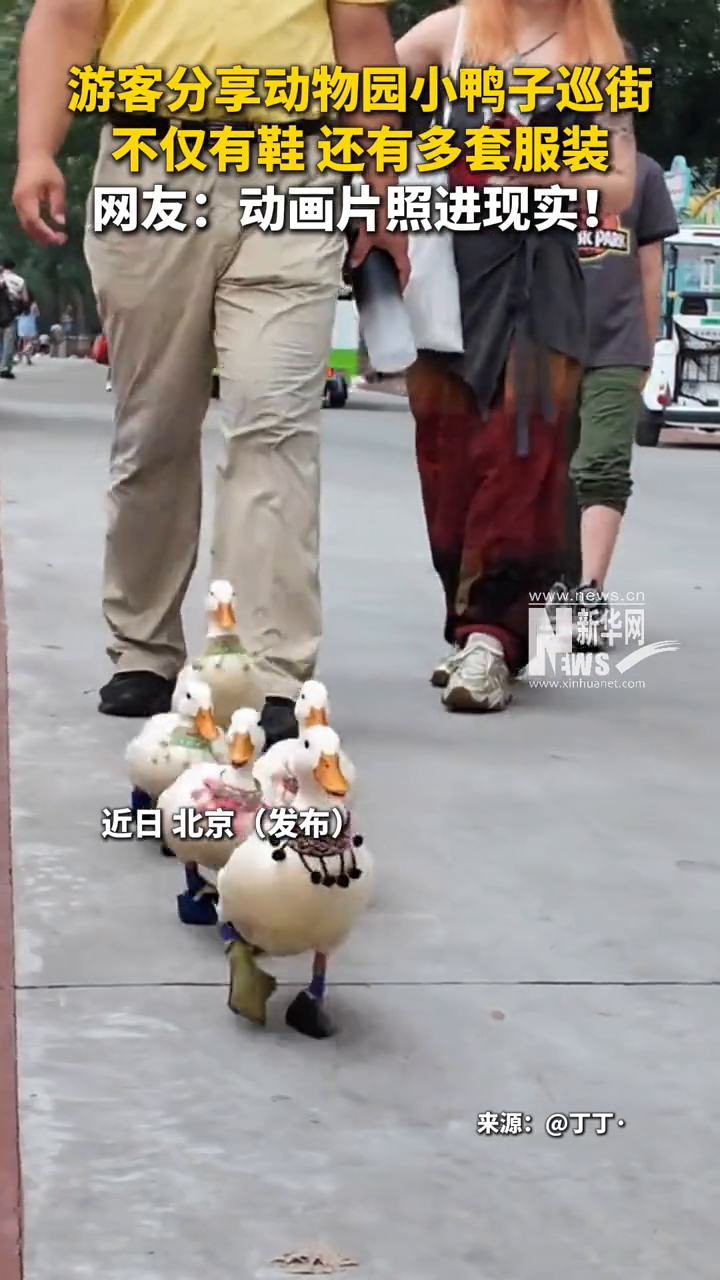 游客分享动物园小鸭子巡街,不仅有鞋,还有多套服装