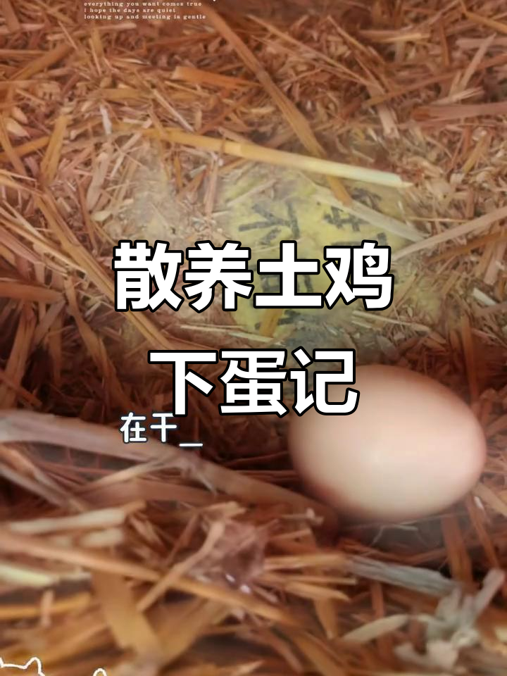 散养土鸡60天,终于开始下蛋了!每天捡鸡蛋乐趣多