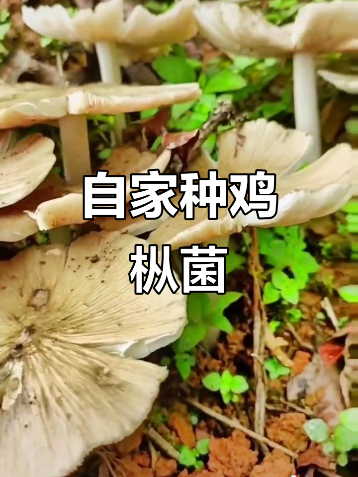 人工种植鸡枞菌，轻松在家收获新鲜蘑菇