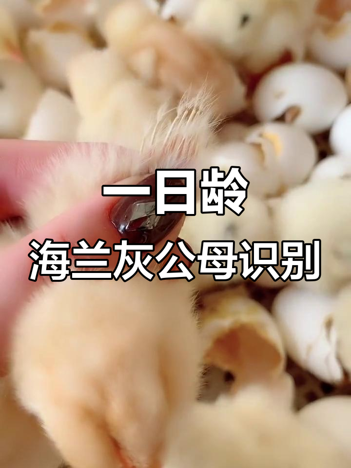 海兰灰一日龄公母鉴别技巧，快慢羽特征轻松辨别