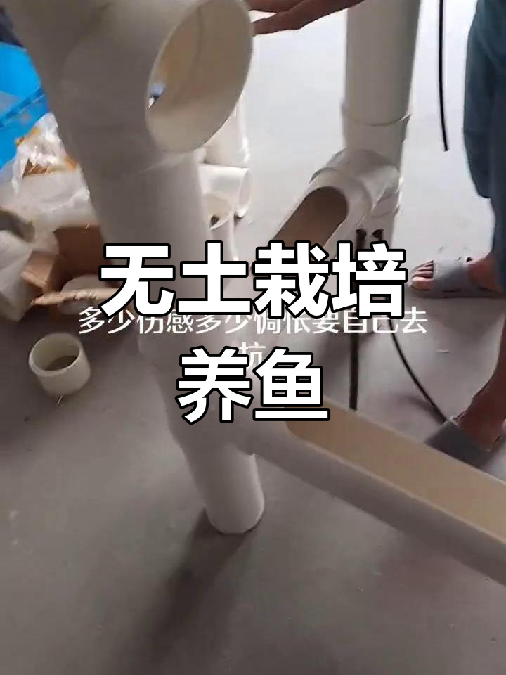 阳台管道式养鱼种菜,无土栽培技巧大揭秘