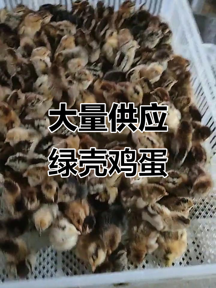 绿壳蛋鸡苗大量供应,做人要简单,珍惜那些对你好的人