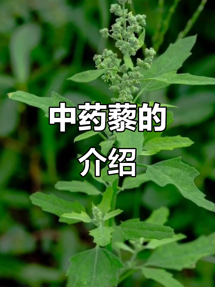 每天认识一味中草药:藜的药用功效与作用