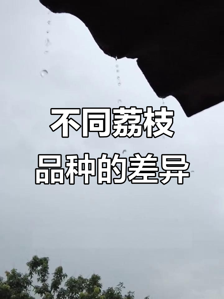 荔枝品种大揭秘:贵味、糯米糍,口感与价格差距有多大?