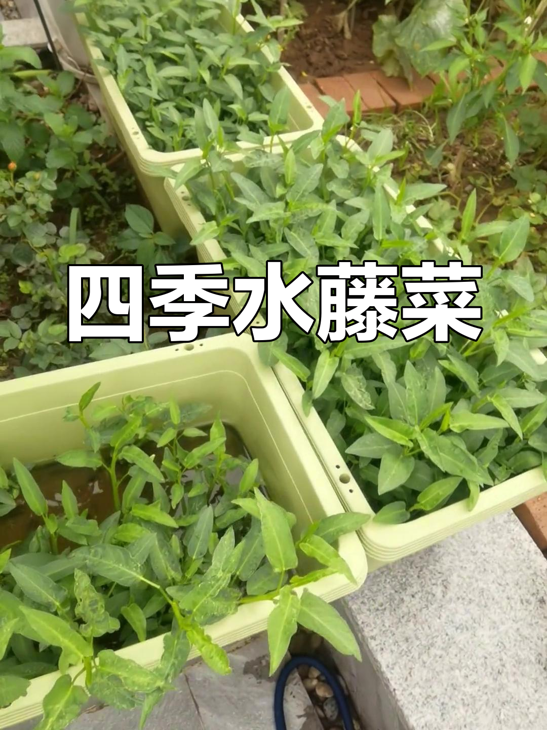 水藤菜四季不断,掐了又长,根本停不下来!