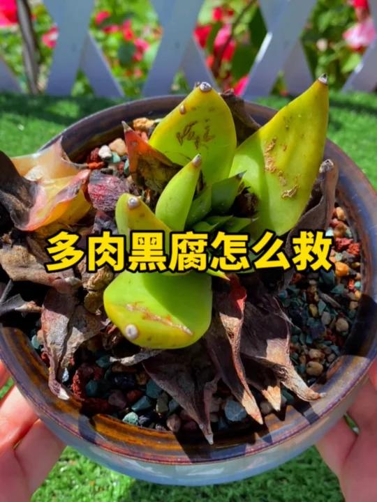 多肉黑腐怎么救