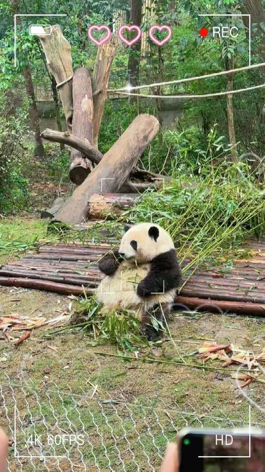关爱国宝大熊猫???????????? 五一假期营业的熊猫们 熊猫吃竹子视频 这也太可爱了吧 成都大熊猫繁育