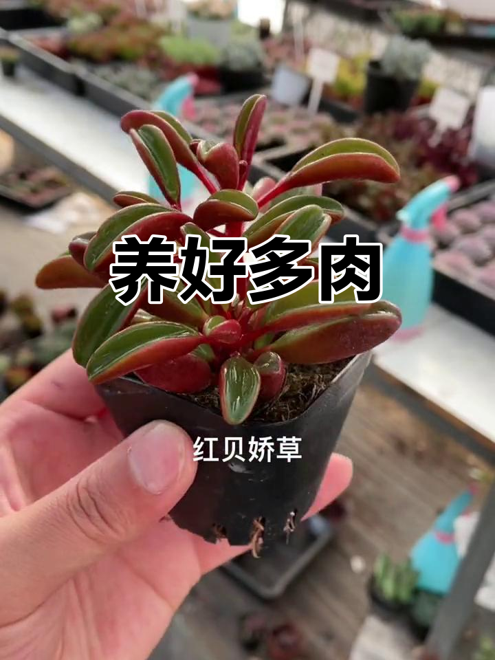 多肉植物直播:爱生活,养花更有趣
