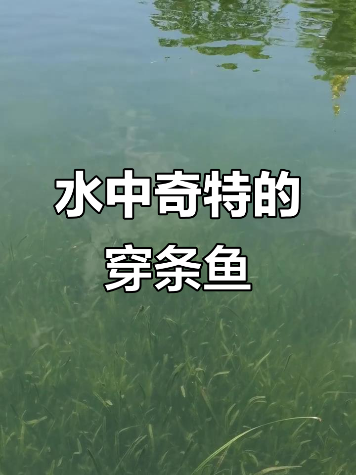 水里游的穿条鱼,竟然这么神奇!