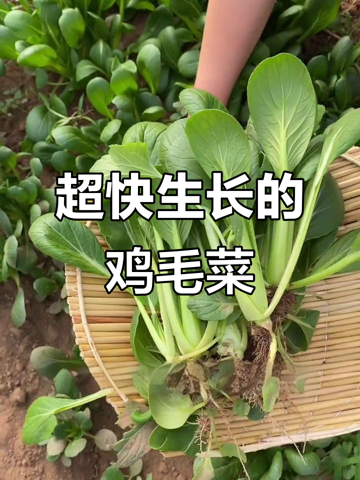鸡毛菜,四五天发芽,十八天就能收获,阳台种植超简单