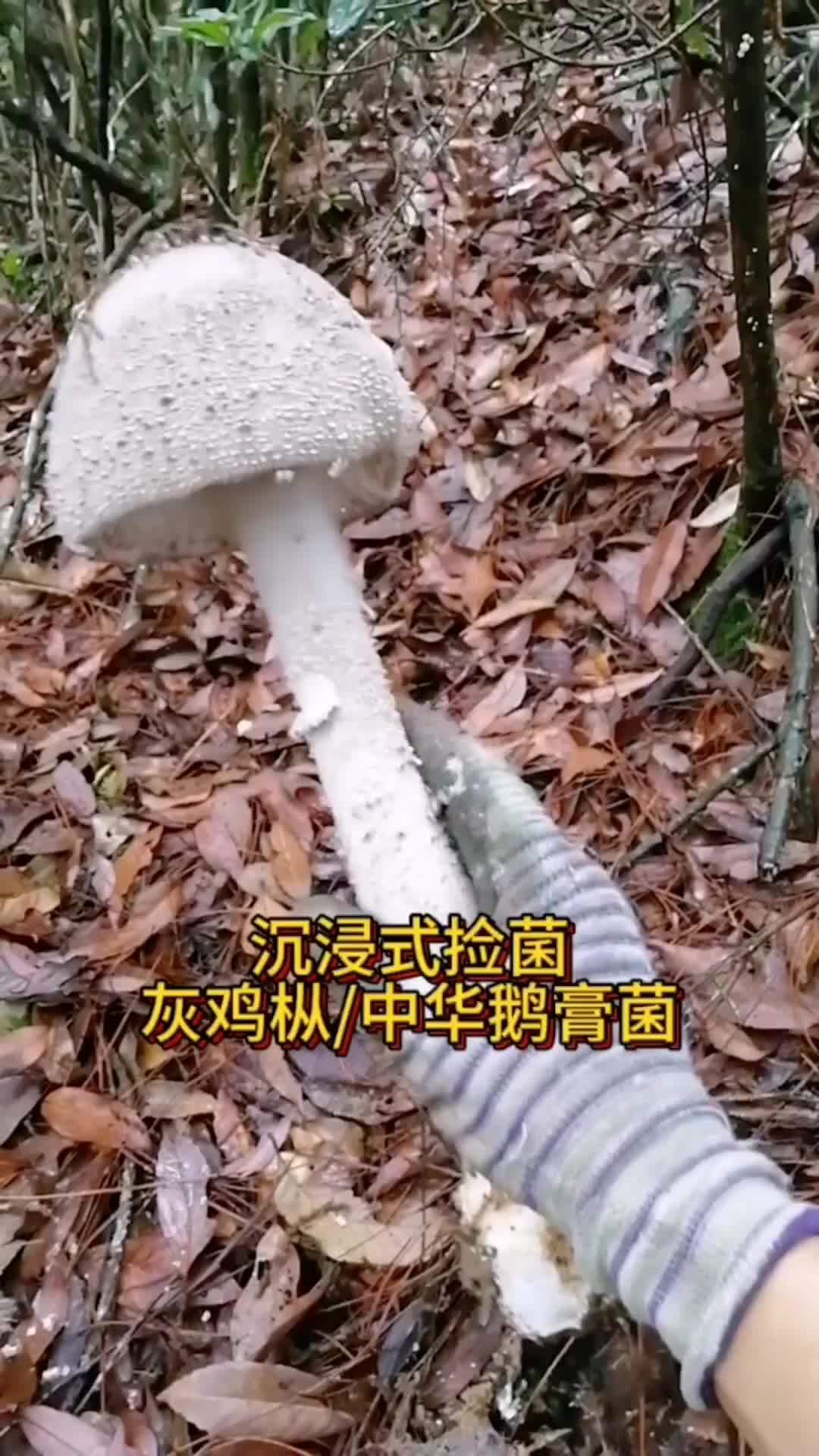 沉浸式捡菌之 灰鸡枞 中华鹅膏菌,野生菌 不当接触或食用存在风险