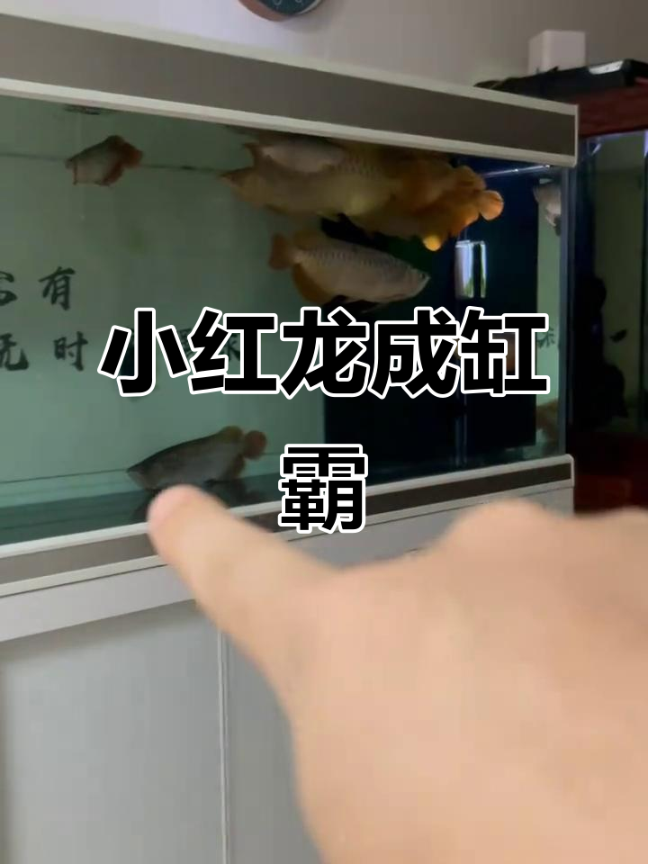 新买的小红龙鱼强势登场,9条混养中它成了缸霸!