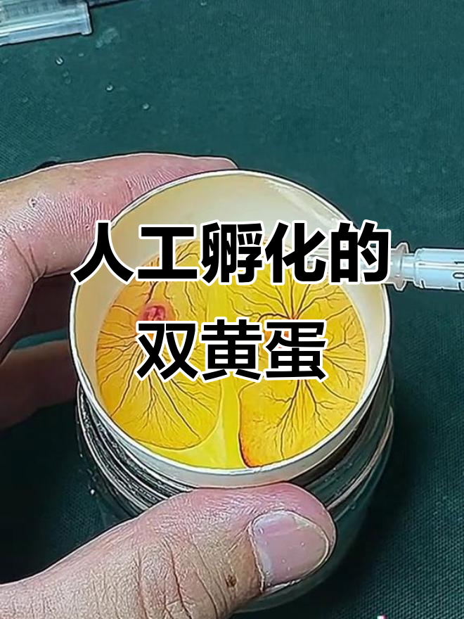 用鹅蛋壳孵化双黄蛋,小鸭子的成长过程大揭秘