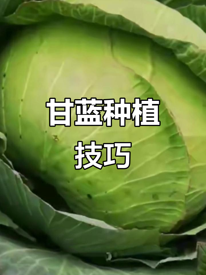 如何种植甘蓝包菜？从育苗到移栽全攻略