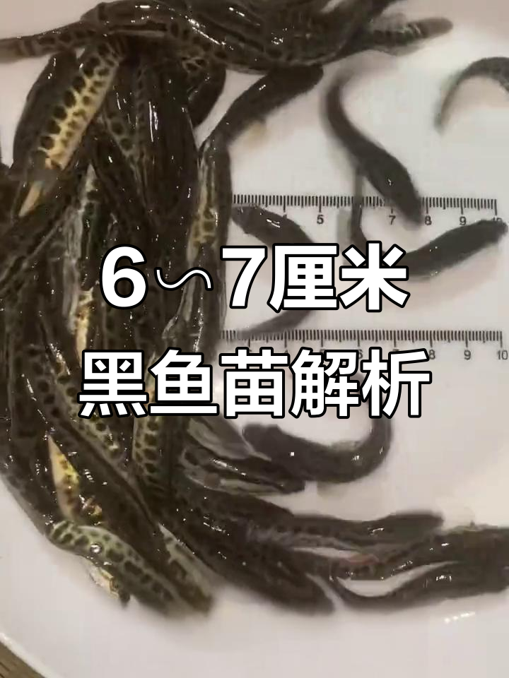 黑鱼苗质量差异大,价格背后的真相