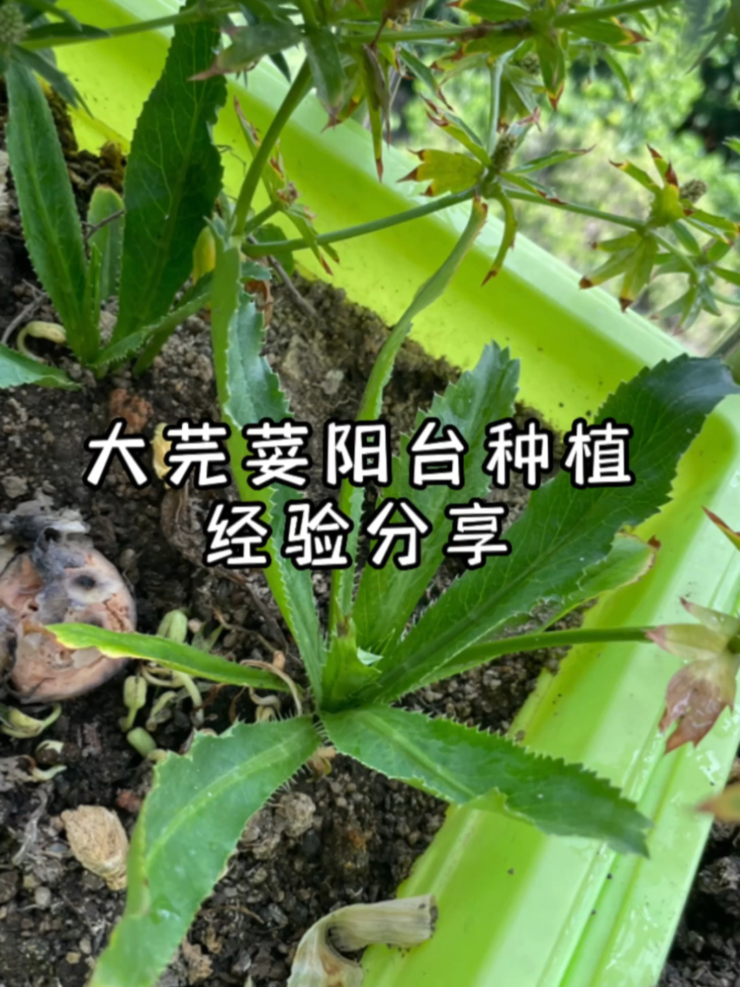 大芫荽假香菜刺芹种植成功