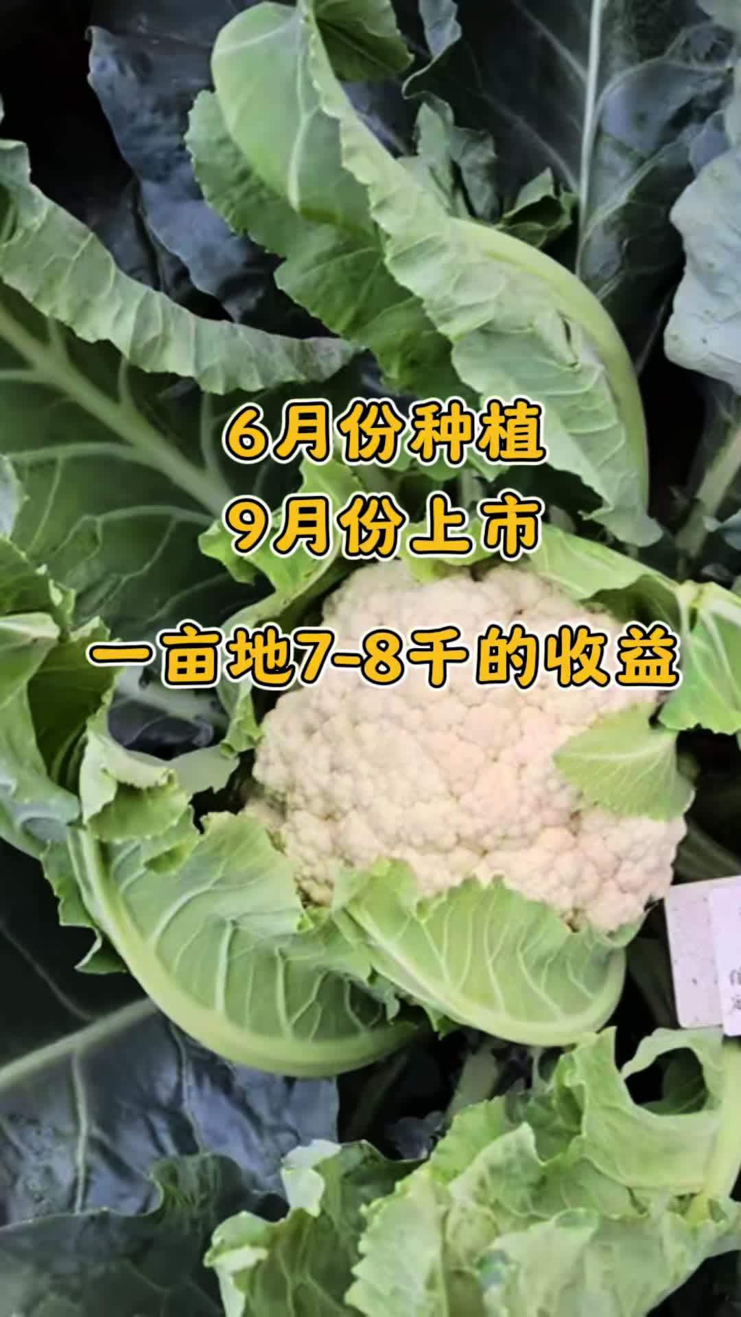 6月份种植，9月份上市，一亩地7-8千的收益，你决定如何？#花菜品种 #耐热花菜 #三农