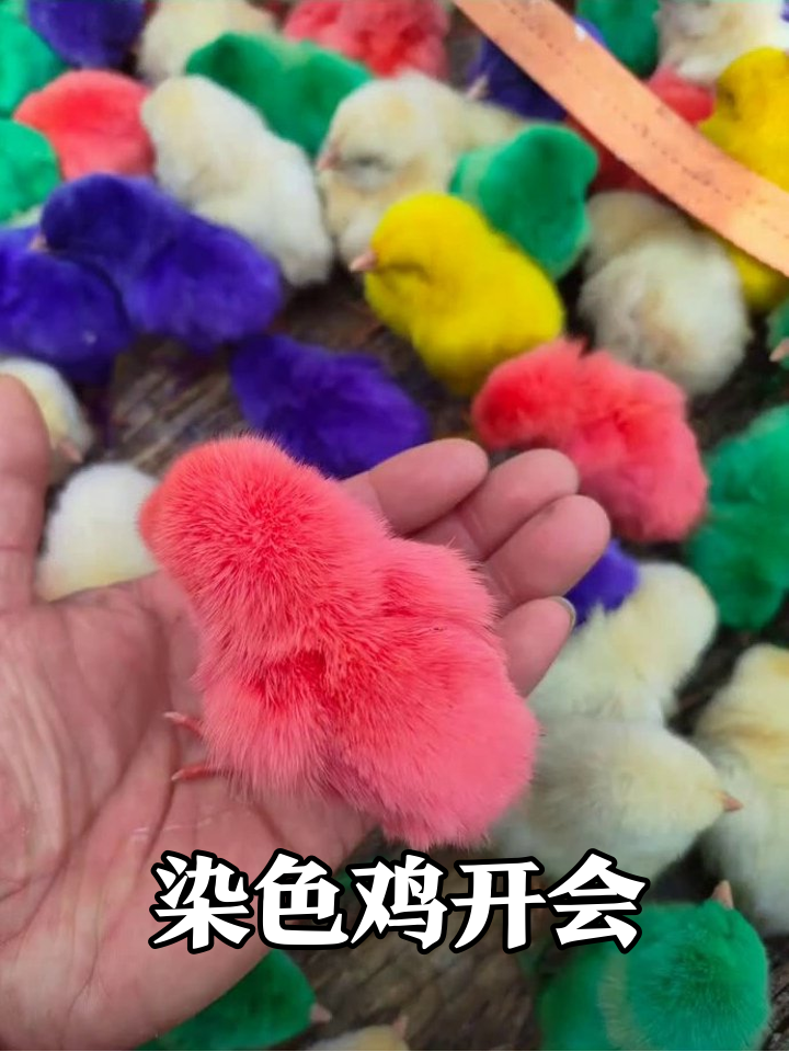 养鸡场开染坊？小鸡染成彩虹色，腮红鸡嫩到掐水！