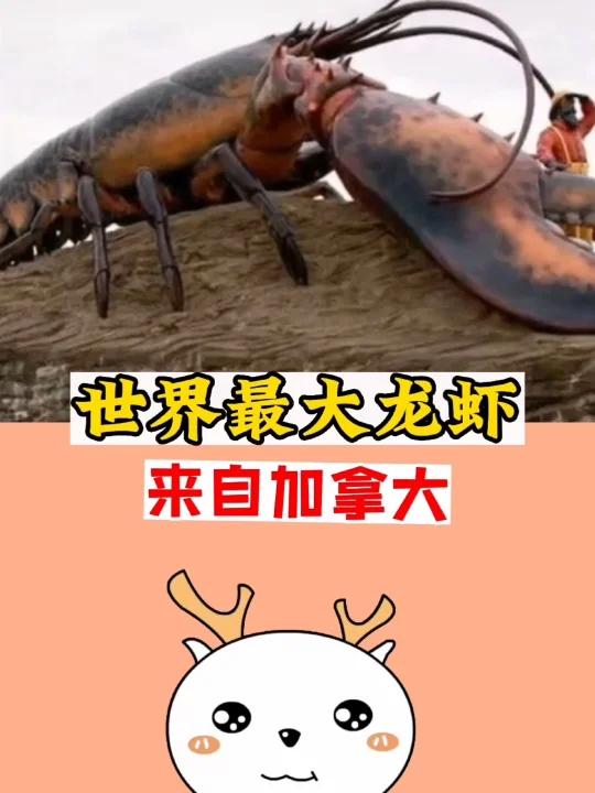 世界最大龙虾,来自加拿大