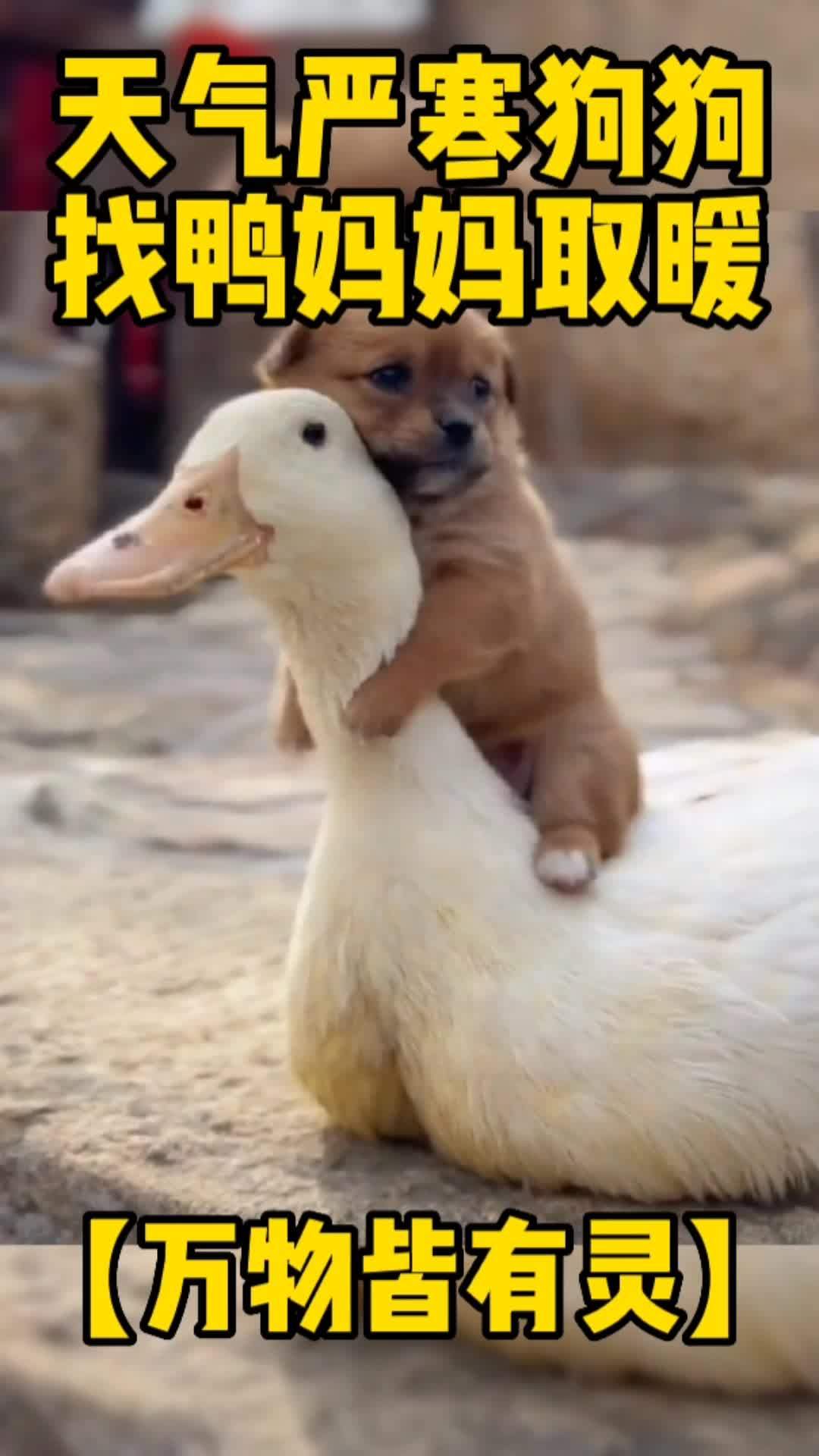 天气严寒,狗狗找鸭妈妈取暖 正能量 教育