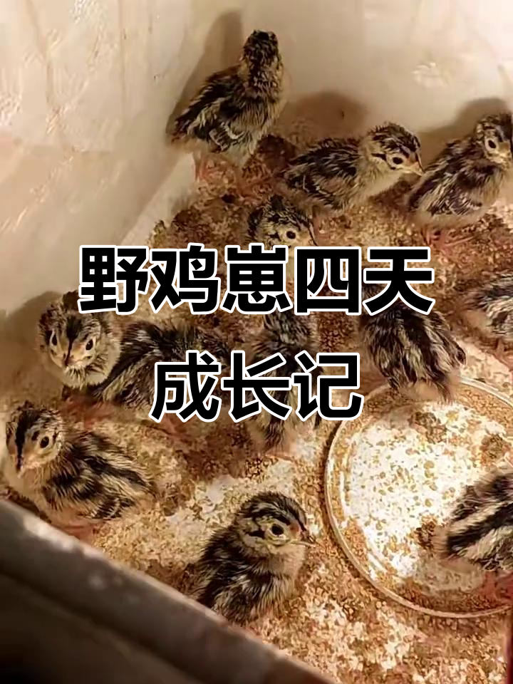 小野鸡崽第四天，疫苗反应和成长变化大揭秘